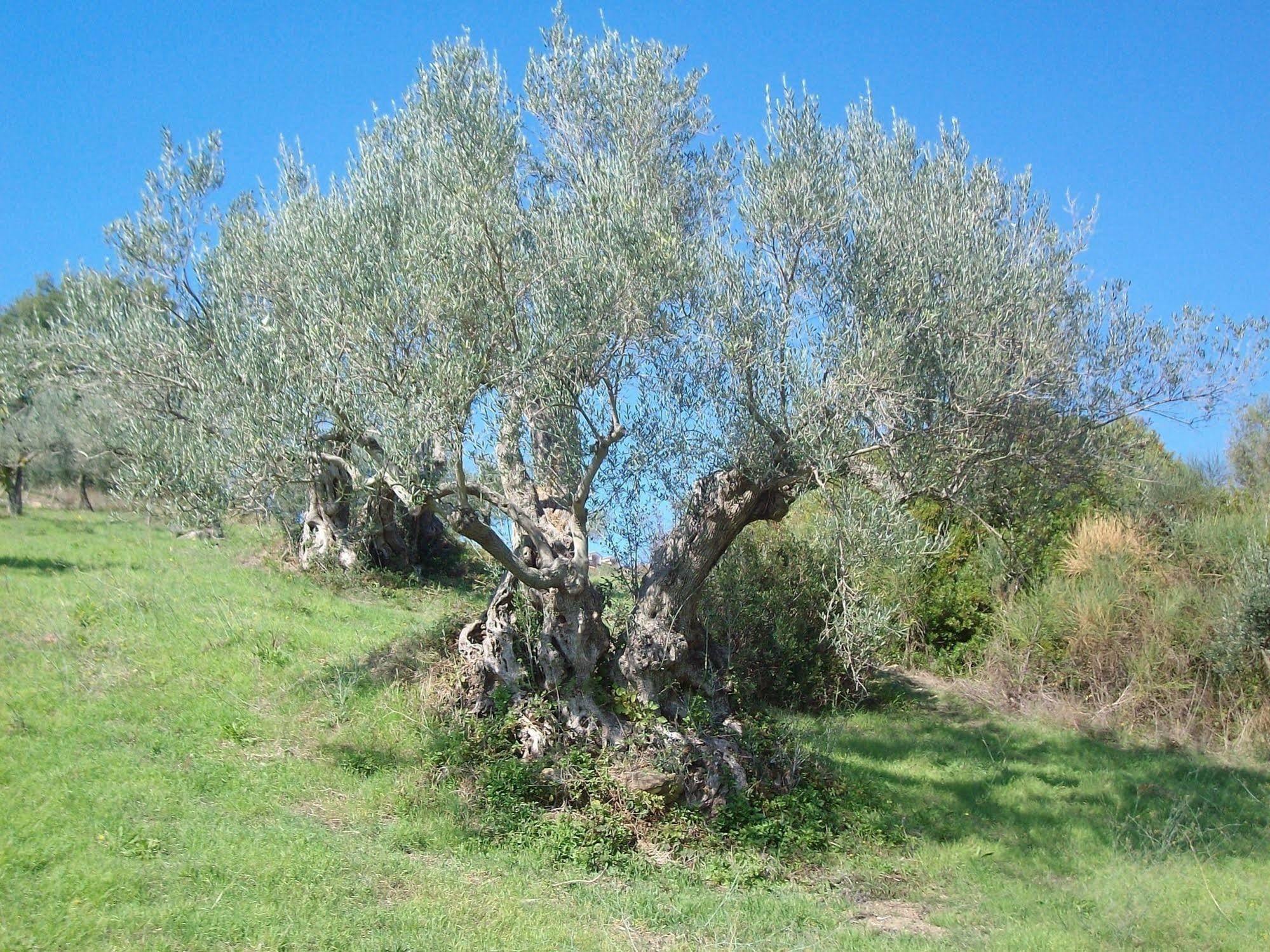 Willa Casal Finocchito Ogliastro Cilento Zewnętrze zdjęcie